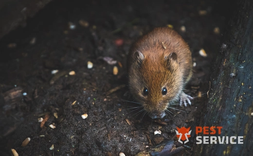 Дератизация в Давлеканово